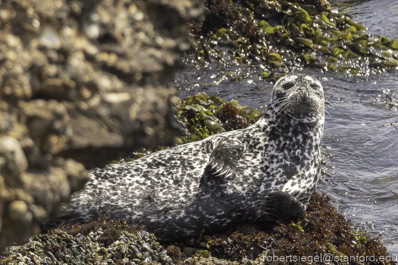 pigeon point